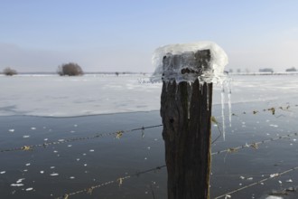 Ice cap... Ice formation (winter flood 2020, 2021), Bislicher Insel near Xanten, North