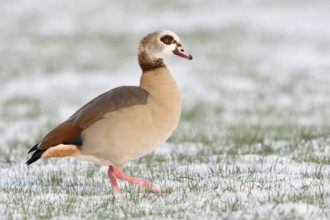 Nile goose (Alopochen aegyptiacus) in winter, wild goose walking across a field in freshly fallen