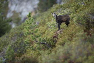 Alpine flora... Chamois (Rupicapra rupicapra), young chamois, young fawn, chamois fawn standing on