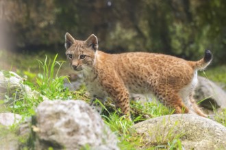 Eurasian lynx (Lynx lynx) youngster on a rock, Austria, Europe