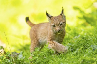 Eurasian lynx (Lynx lynx) youngster on a meadow, Bavaria, Germany, Europe