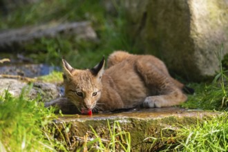 Eurasian lynx (Lynx lynx) youngster drinking water, Austria, Europe