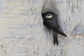 Sand martin (Riparia riparia), Emsland, Lower Saxony, Germany, Europe