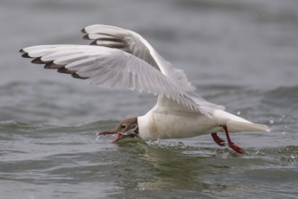 Black-headed gull (Chroicocephalus ridibundus) in summer plumage, flying over the surf, looking for