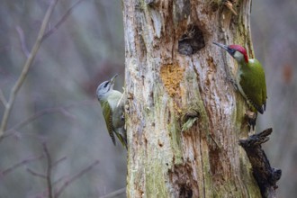 Grey-headed Woodpecker (Picus canus) wbl and Green Woodpecker (Picus viridis) ml Germany