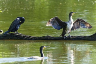 Two cormorants on a tree trunk by the water, one preens itself, the other spreads its wings,