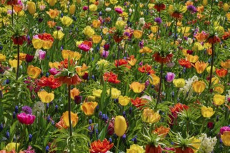 Vibrant flower field with a variety of colourful tulips and other spring flowers, Keukenhof, Lisse,