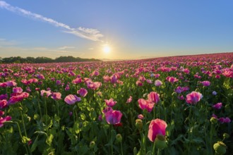 Opium poppy (Papaver somniferum), pink poppy field at clear sunrise, summer, Germerode, Geo nature