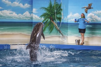 Trainers working with Dolphins during show at Ocean Adventures Marine Park in Gulfport, Mississippi