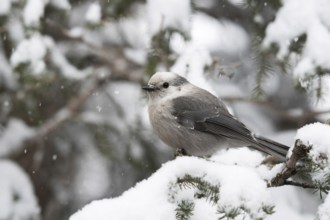 Tit Jay (Perisoreus canadensis) in winter during snowfall in a tree, also known in America as