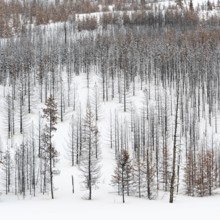 Deadwood... Forest dieback in Yellowstone National Park after fierce forest fires, forest fire,