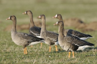 Tense... Greater White-fronted Geese (Anser albifrons), wild geese, small flock in a Hab' Acht