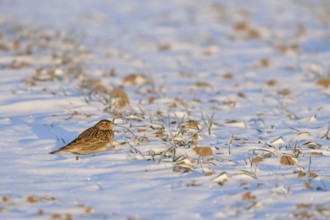 Skylark (Alauda arvensis) in winter, sitting, resting in the early morning light on a field in the