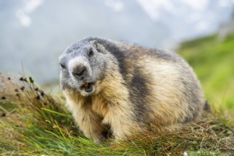 Alpine marmot (Marmota marmota) in autumn, Grossglockner, High Tauern National Park, Austria,