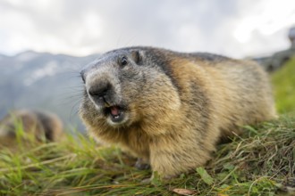 Alpine marmot (Marmota marmota) in autumn, Grossglockner, High Tauern National Park, Austria,