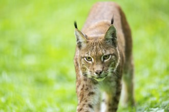Eurasian lynx (Lynx lynx), portrait, Austria, Europe