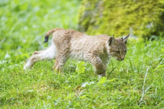 Eurasian lynx (Lynx lynx) youngster on a meadow, Bavaria, Germany, Europe