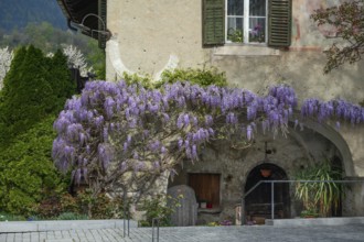 Flowering blue rain, (Glycine), South Tyrol, Austria, Europe