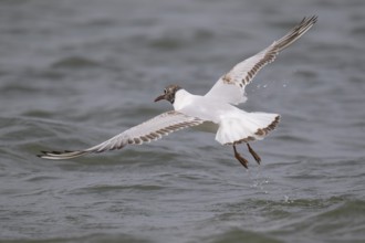 One-year-old Black-headed Black-headed Gull (Chroicocephalus ridibundus) in summer plumage, in