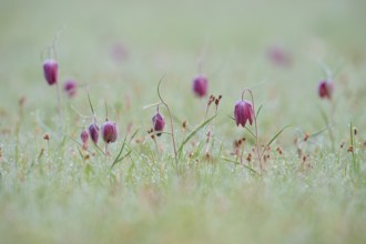 Delicate chessboard flower or lapwing (Fritillaria meleagris), with dew in a meadow at dawn,