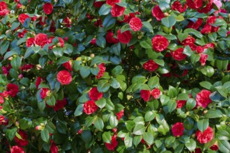 Dense camellia plant with numerous red flowers and green leaves, Keukenhof, Lisse, province of