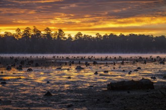 Stumps protrude from low water in Geiger Lake at sunrise in Paul B. Johnson State Park near