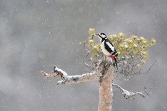 In the snow flurries... Great spotted woodpecker (Dendrocopos major), female sitting on the top of