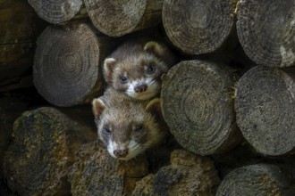 Two European polecats (Mustela putorius) hiding in old wood pile of firewood in forest