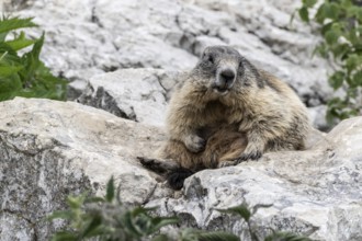 Marmot (Marmota marmota), Monte Baldo, Italy, Europe
