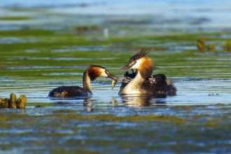 Two great crested grebes on the water, one hands a fish to the other, Great crested grebe,