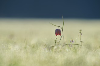 Snake's Head Fritillary or lapwing (Fritillaria meleagris), flower stands on a dewy meadow at dawn,