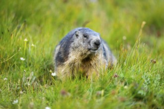 Alpine marmot (Marmota marmota) in autumn, Grossglockner, High Tauern National Park, Austria,