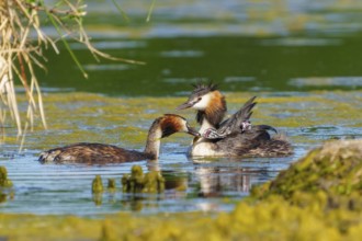 Great crested grebe family with chicks, two adults swimming close to each other, Great crested