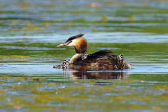 A great crested grebe with chicks on its back swimming in green water, Great crested grebe,