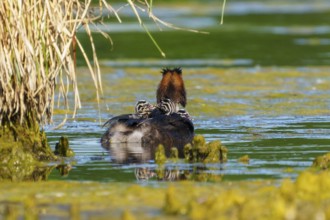 A bird with offspring in the water, surrounded by reeds, the surroundings radiate peace and nature,