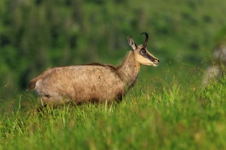 A chamois stands attentively on a green meadow, chamois, chamois, (Rupicapra rupicaprae), wildlife,