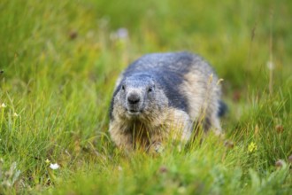 Alpine marmot (Marmota marmota) in autumn, Grossglockner, High Tauern National Park, Austria,