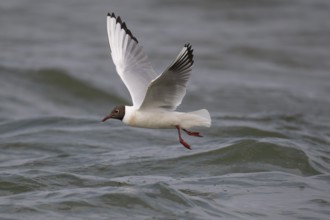Black-headed gull (Chroicocephalus ridibundus) in summer plumage, flying above the sea surface,