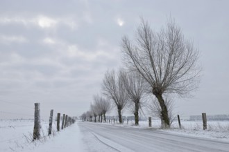 Pollarded trees (Salix sp.) along a small icy road on Bislicher Insel in snow and black ice,
