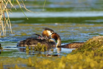 Great Crested Grebe, (Podiceps Scalloped ribbonfish), with chicks, wildlife, Germany, Europe