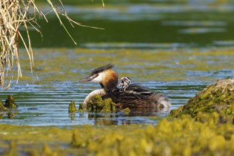 Great Crested Grebe with chicks on its back swimming near a reed bank, Great Crested Grebe,