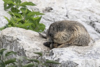 Marmot (Marmota marmota), Monte Baldo, Italy, Europe