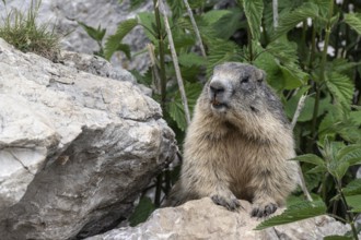 Marmot (Marmota marmota), Monte Baldo, Italy, Europe