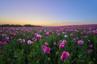 Opium poppy (Papaver somniferum), in the light of sunrise under a clear sky, summer, Germerode, Geo