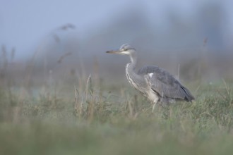 Grey heron (Ardea cinerea) hunting through a high, wet meadow, typical habitat, gentle, soft