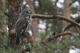 In the pine tree... Bearded Owl (Strix nebulosa) perched in a tree, hunter, hunting, perfect
