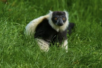 Black-and-white ruffed lemur (Varecia variegata), looking attentively amidst grass, France, Europe