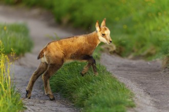 A young fawn on a path between lush, green meadows in spring, chamois, chamois, (Rupicapra