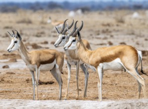 Springbok (Antidorcas marsupialis), three springboks at a waterhole, Nxai Pan National Park,