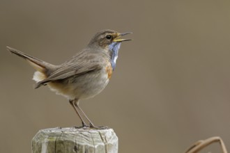 Gifted singer... Bluethroat (Luscinia svecica), rare native, particularly beautiful songbird,